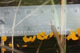 Dacryopinax spathularia image