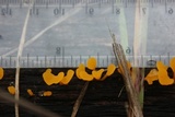 Dacryopinax spathularia image
