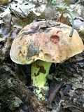 Boletus subluridellus image