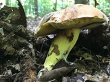 Boletus subluridellus image