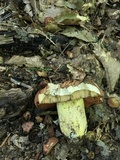 Boletus subluridellus image