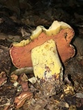 Boletus subluridellus image