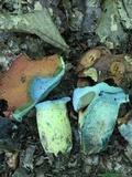 Boletus subluridellus image
