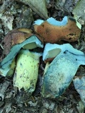 Boletus subluridellus image