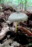 Pluteus longistriatus image