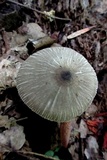 Pluteus longistriatus image