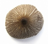 Pluteus longistriatus image