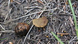 Rhizopogon brunneiniger image