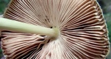 Pluteus longistriatus image