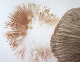 Pluteus longistriatus image