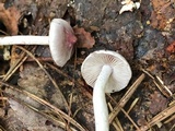 Inocybe lilacina image