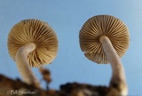 Inocybe lilacina image