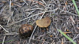 Rhizopogon brunneiniger image