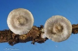 Inocybe lilacina image