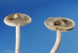 Inocybe lilacina image