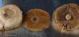 Inocybe lilacina image
