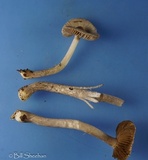 Inocybe lilacina image