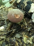 Boletus subluridellus image