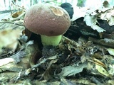 Boletus subluridellus image