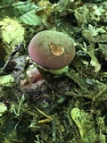 Boletus subluridellus image