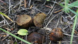 Rhizopogon brunneiniger image