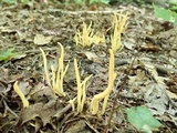 Clavulinopsis fusiformis image