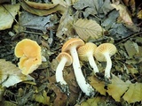 Cuphophyllus pratensis image