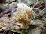 Lentaria micheneri image