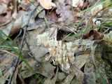 Lentaria micheneri image