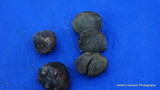 Rhizopogon brunneiniger image