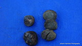 Rhizopogon brunneiniger image