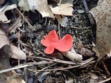 Sarcoscypha occidentalis image