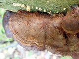 Inocutis rheades image