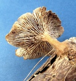 Lentinellus micheneri image