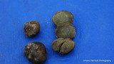Rhizopogon brunneiniger image
