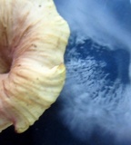 Lentinellus micheneri image