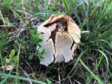 Lycoperdon marginatum image