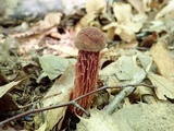 Aureoboletus russellii image