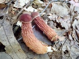 Aureoboletus russellii image