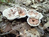 Hydnellum caeruleum image