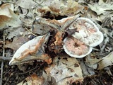 Hydnellum caeruleum image
