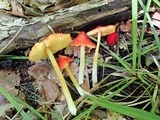 Hygrocybe acutoconica image