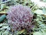 Clavaria zollingeri image