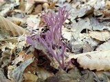 Clavaria zollingeri image