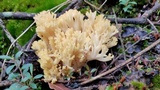 Ramaria flava image