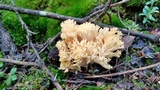 Ramaria flava image