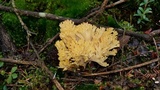 Ramaria flava image