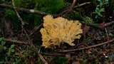 Ramaria flava image