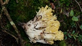 Ramaria flava image