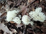 Ramariopsis kunzei image